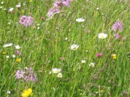 January Real Result – Reduced mowing results in cost and nature benefits